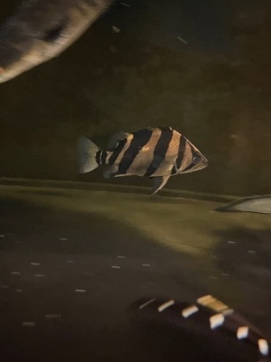 ダトニオ　リアルバンド