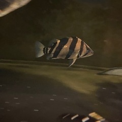 ダトニオ　リアルバンド