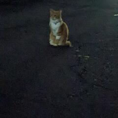 猫🐱探しています