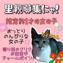 1歳過ぎ　おっとり癒し系のカイちゃん【6月2日(日曜日)　🌟久留...