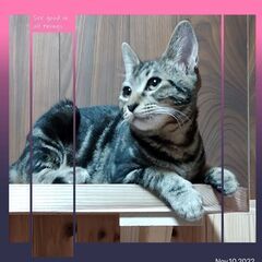 1歳過ぎ　去年からずっとのお家を待っています、とっても仲良しなあんこくん&みゅーちゃん【6月2日(日曜日)　🌟久留米市上津バイパス沿いカフェ1123さん🌟譲渡会🌟】 - 久留米市
