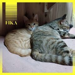 1歳過ぎ　去年からずっとのお家を待っています、とっても仲良しなあんこくん&みゅーちゃん【6月2日(日曜日)　🌟久留米市上津バイパス沿いカフェ1123さん🌟譲渡会🌟】 − 福岡県
