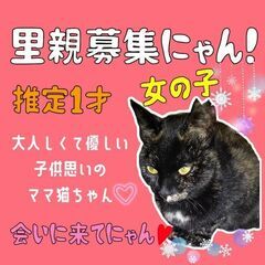 推定1歳過ぎ　子供思いの優しいママ猫ちゃん【9月24日(日曜日)...