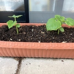 きゅうり🥒の苗✖️2付きプランター　5.12値下げ