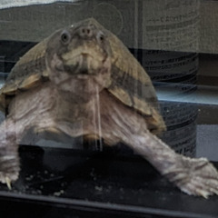 カブトニオイガメ