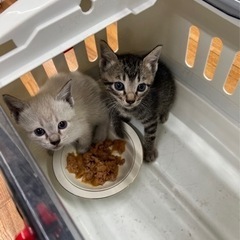 白猫ちゃん 里親様が決まりました。