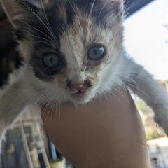 野良猫🐱😸