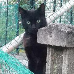 黒猫ちゃん　オス？　未捕獲