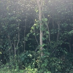 伐採　原木　薪の画像