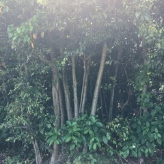伐採　原木　薪の画像