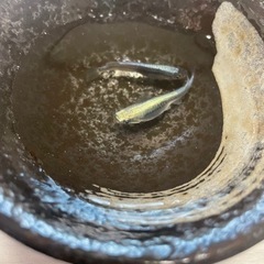 メダカの卵の画像