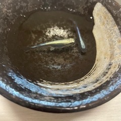 メダカの卵の画像