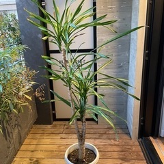 観葉植物あげます
