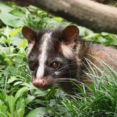 建物・屋根裏に居座る害獣駆除なら【害獣駆除の緊急修理サービス 埼玉営業所】 - 害虫/害獣駆除