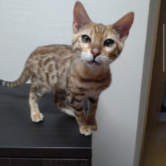ベンガル　猫　生後4ケ月　