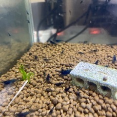 ブルーシュリンプ　1の画像