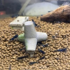 ブルーシュリンプ　1の画像