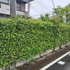 生け垣（つげ）の伐採