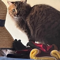 ずっとの家族が決まりました💕長毛と短毛　1歳ちょいのキジトラ兄妹🐱 - 伊達市