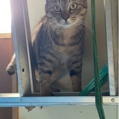 ずっとの家族が決まりました💕長毛と短毛　1歳ちょいのキジトラ兄妹🐱 - 里親募集