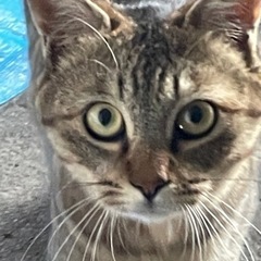 ずっとの家族が決まりました💕長毛と短毛　1歳ちょいのキジトラ兄妹🐱 − 北海道