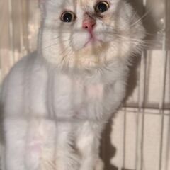 ミヌエット去勢済み　里親募集中猫ちゃん◎大変長文で申し訳ございませんがご覧ください。 - 猫