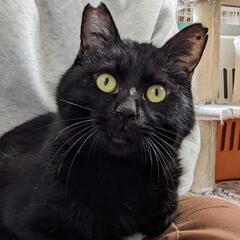 とても甘えん坊な黒猫くん　猫エイズ陽性