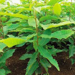 クヌギや果樹の苗木が欲しいです。
