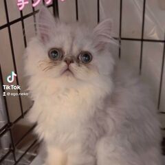 ペルシャチンチラシルバー子猫　●●●本文をよくご覧下さいませ。 ...
