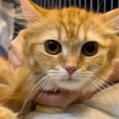 サイベリアン子猫　●●●本文をよくご覧下さいませ。 ●●●　アゴ...