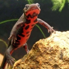 アカハライモリ