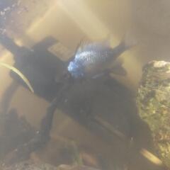 熱帯魚　ラミレジィ　コリドラス