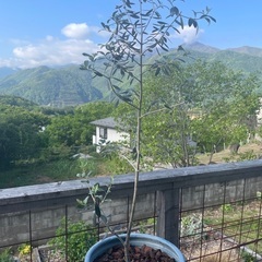 オリーブの木