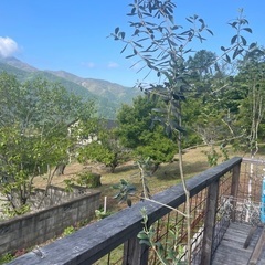 オリーブの木の画像