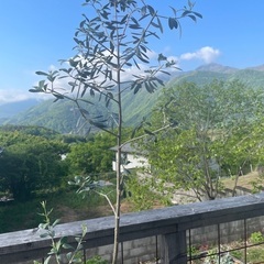 オリーブの木の画像