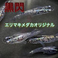 はるちゃんファ～ム　金魚　メダカ販売‼