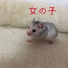 ロングヘアーハムスター譲ります。
