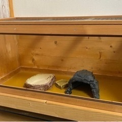 爬虫類飼育セット