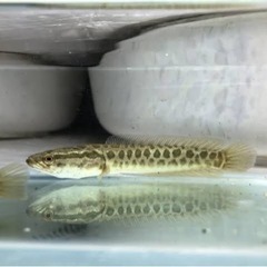 ベビー雷魚お譲りください。。