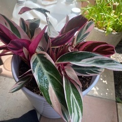 カラテア　ストロマンテ　トリオスター　観葉植物　インテリア