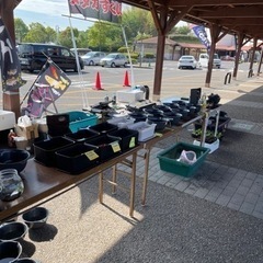 メダカすくい&販売の画像