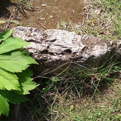 庭石差し上げますの画像