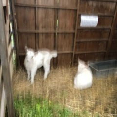 農作業や動物の飼育など自然と触れ合う仕事です、の画像
