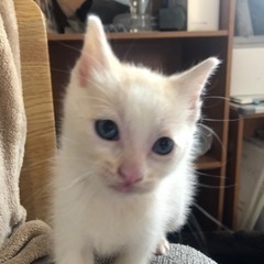 生後数週間　オス猫だと思われます