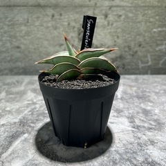 サンスベリア　ロリダ