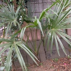 庭のヤシの木　シュロ　4年生の画像