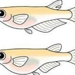 メダカの赤ちゃん