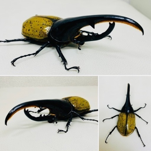 ヘラクレスオオカブト ヘラクレスヘラクレス オス 139ミリ