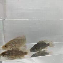 天然採取個体、オヤニラミ、3匹セット。