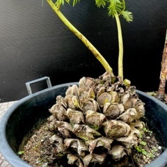 リュウビンタイ　特大玉